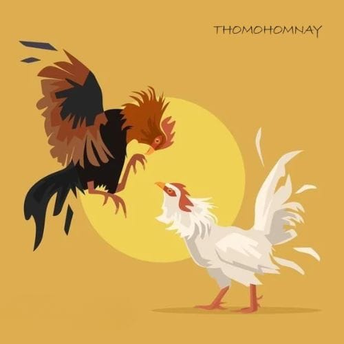 Đá Gà Trực Tiếp Thomohomnay