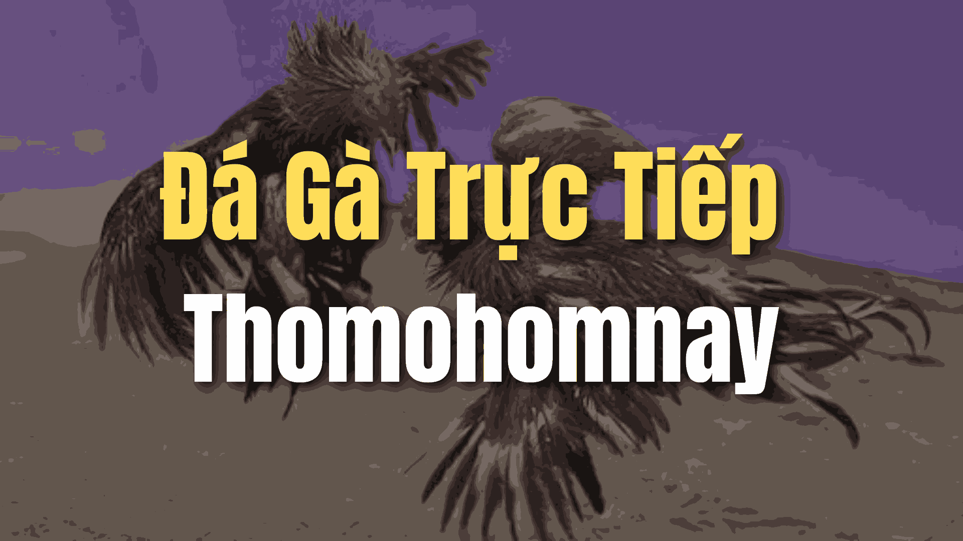 Thomohomnay Web Đá Gà Trực Tiếp Thomo Hằng Ngày